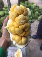 Sỉ lẻ hoa quả Tấm Xinh