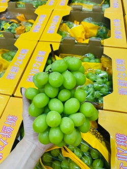 Nho xanh sữa giống Nhật