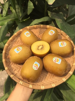 Kiwi vàng SZ22
