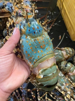 Tôm hùm bông (size 1 kg up)