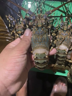 Tôm hùm (size 300 - 600g)