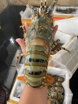 Tôm hùm (size 700 - 900g)