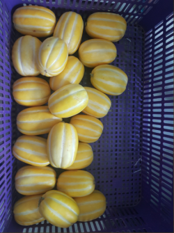 Dưa lê giống Hàn Quốc sỉ/lẻ