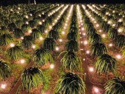 Thanh long ruột đỏ