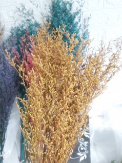 Hoa oải hương - Lavender