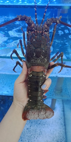 Tôm hùm Cam Ranh loại 1