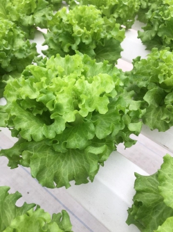 Xà lách Batavia Hà Lan