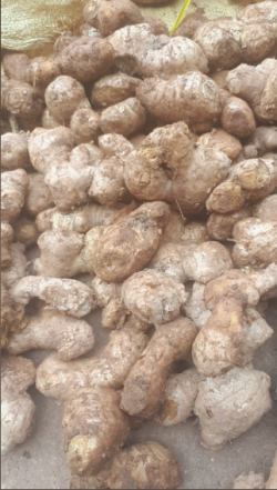 Gừng trâu lòng vàng