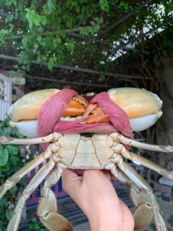 Cua gạch - cua thịt