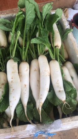 Củ cải đường