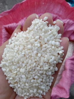 Gạo nếp nương Nghệ An