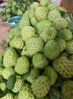 Na Thái Nữ Hoàng