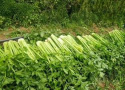 Cần tây Đà Lạt