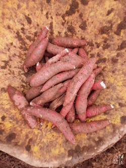 Khoai lang Lệ Cần Loại 2