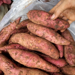 Khoai lang Lệ Cần Loại 1