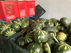 Bí ngô non không màng co