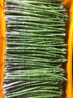 Măng tây xanh loại 1