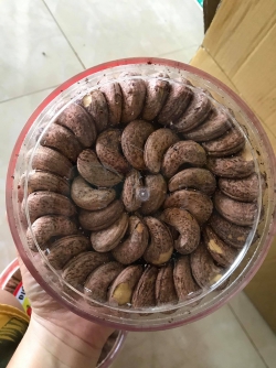 Hạt điều cồ loại I