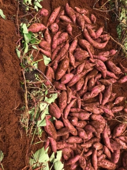 Khoai lang Nhật Đắk Lắk