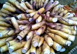 Măng tươi nguyên vỏ