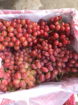 Nho đỏ không hạt