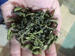 Chè bát tiên Tuyên Quang