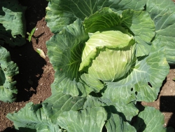 Bắp cải loại 1