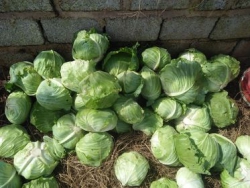 Bắp cải loại 2