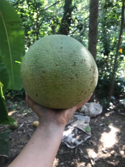 Bưởi đỏ Hương Hồ