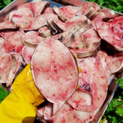 Cá bớp cắt lát 