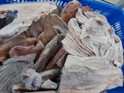 Bao tử cá ngừ đại dương