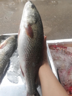 Cá lanh biển (cá đù)