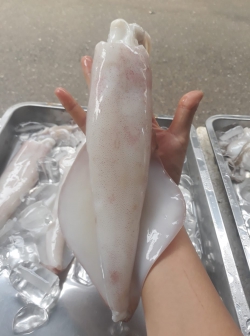 Mực size 2-3 con/kg