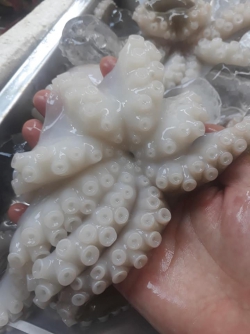 Bạch tuộc sz 2-3 con/kg