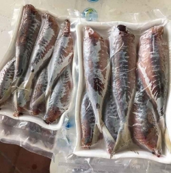 Cá Nục lột da 1 nắng