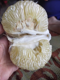 Bưởi Phúc trạch xứ Tuyên