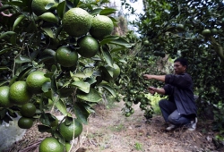 Cam sành đặc sản xứ Tuyên