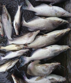 Cá ngạnh hồ Na Hang 2-3con/kg