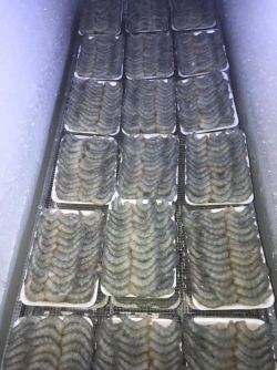 Tôm nõn tươi size trung