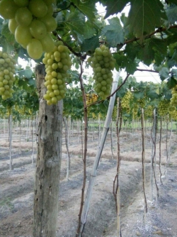 Nho xanh Ninh Thuận