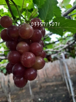 Nho đỏ chọn