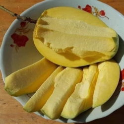 Xoài tứ quý giám Bến Tre