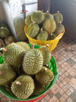 Sầu riêng Óc khỉ 