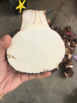 Khoai môn lệ phố