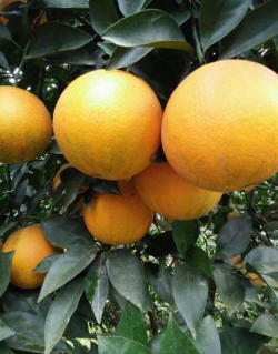 Cam Cao Phong loại I