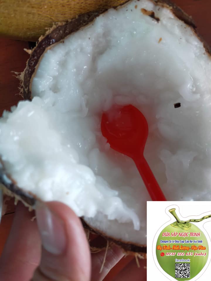 Dừa sáp Ngọc Trinh
