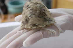 Tổ yến thô (còn lông)