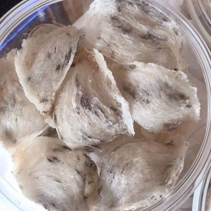 Tổ Yến Diệu Kỳ Tổ Yến Diệu Kỳ