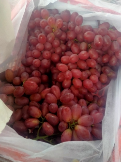 Nho đỏ không hạt