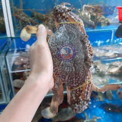 Ghẹ xanh Phan Thiết